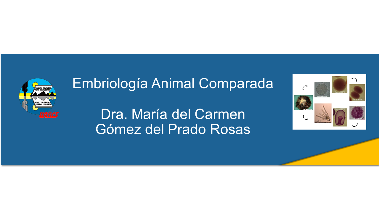 Course Image EMBRIOLOGIA ANIMAL COMPARADA TV