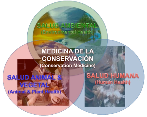 Course Image Introducción a la Medicina de la Conservación