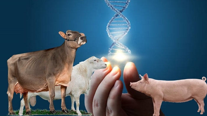 Course Image Genética y Mejoramiento Animal